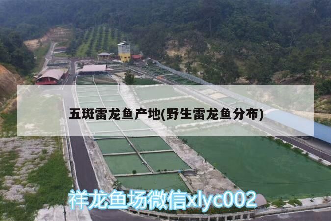 五斑雷龍魚產地(野生雷龍魚分布)