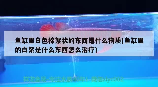 魚缸里白色棉絮狀的東西是什么物質(魚缸里的白絮是什么東西怎么治療)