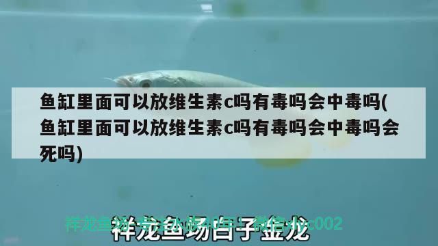 魚缸里面可以放維生素c嗎有毒嗎會中毒嗎(魚缸里面可以放維生素c嗎有毒嗎會中毒嗎會死嗎)