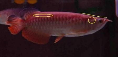 紅尾過背金龍魚怎么養殖：如何鑒別紅尾過背金龍魚品質，金龍魚飼料自制方法