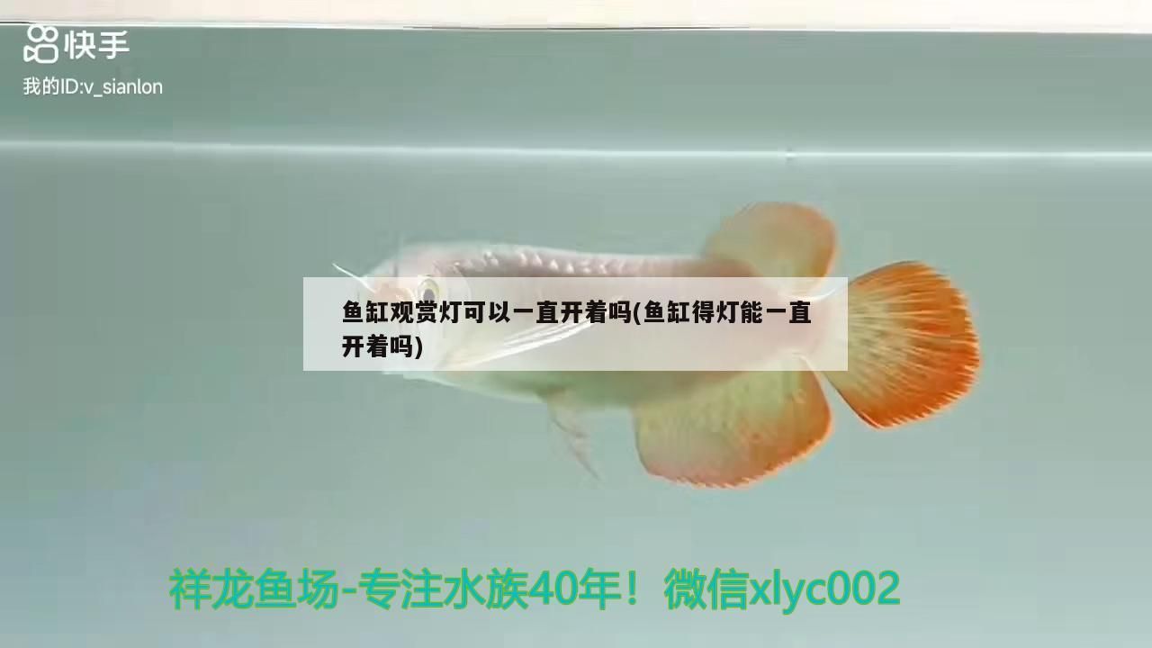 魚缸觀賞燈可以一直開著嗎(魚缸得燈能一直開著嗎)