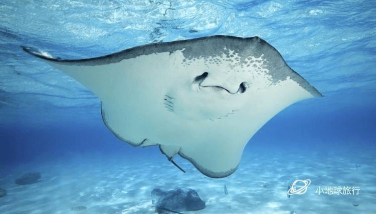魟與蝠鲼區別：魟魚和蝠[需手動填充]在生物學分類和特征上存在一些明顯的區別