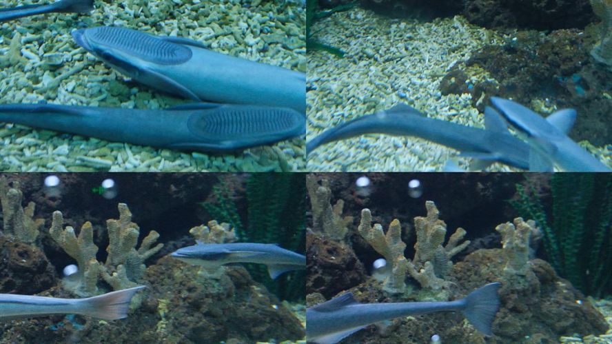 三湖魚缸造景教程視頻(生態魚缸造景教學視頻)