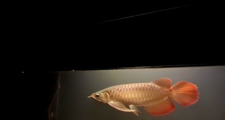 原始流域的大湖紅龍體型都是完美表現(xiàn)，大湖龍魚代購，條條頂級品質(zhì)