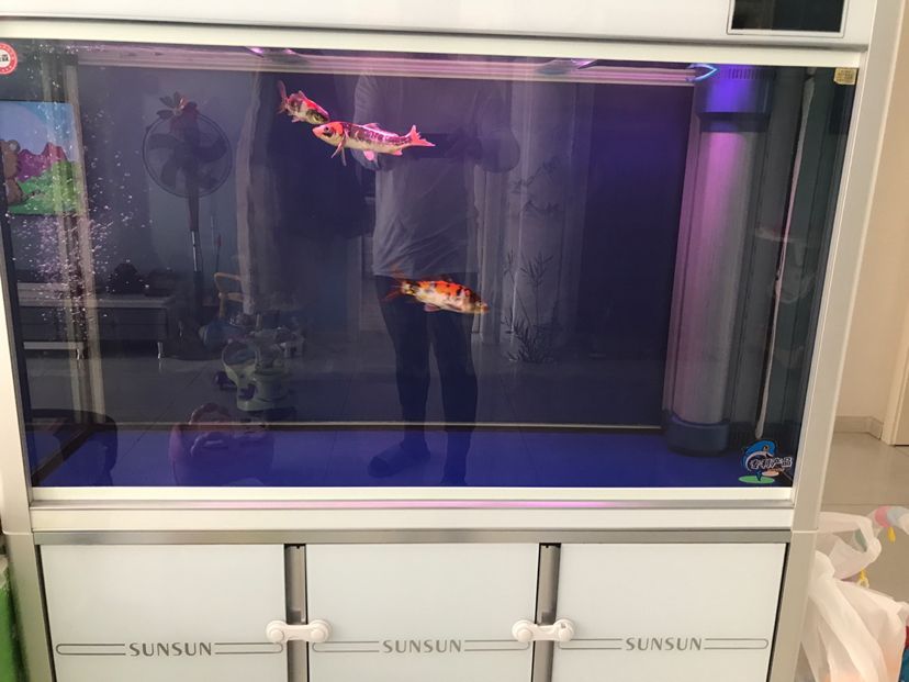 大型魚缸去哪里買好（大型魚缸去哪里買好用）