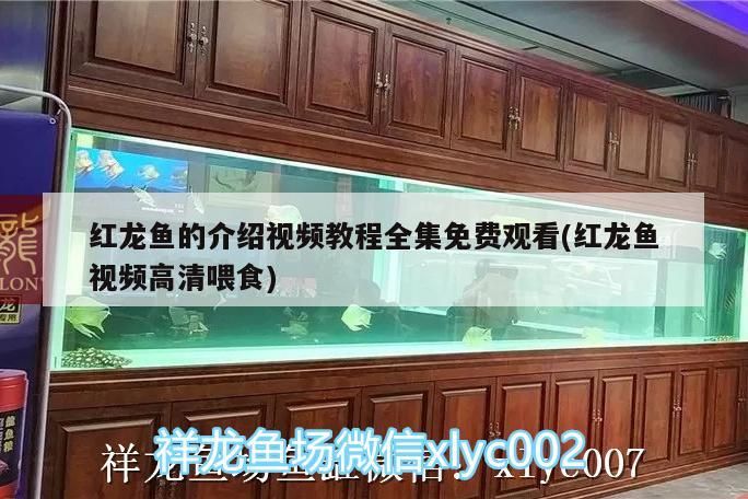 紅龍魚(yú)的介紹視頻教程全集免費(fèi)觀看(紅龍魚(yú)視頻高清喂食)