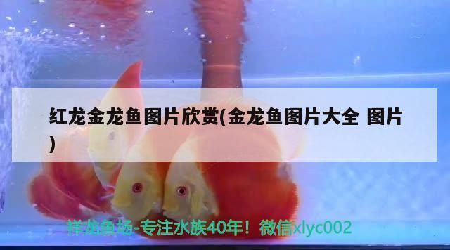 紅龍金龍魚圖片欣賞(金龍魚圖片大全圖片)