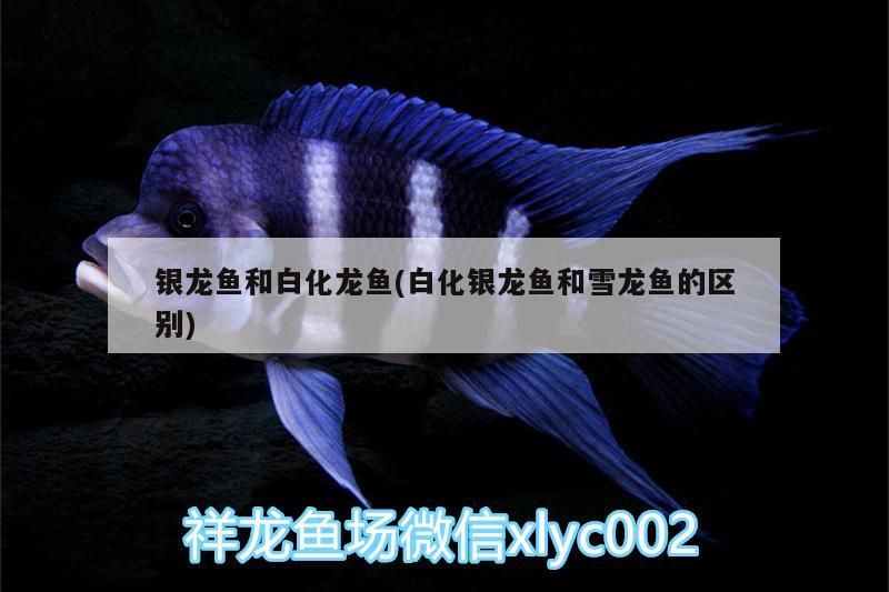 銀龍魚和白化龍魚(白化銀龍魚和雪龍魚的區別) 銀龍魚和白化龍魚(白化銀龍魚和雪龍魚的區別) 銀龍魚百科 第2張