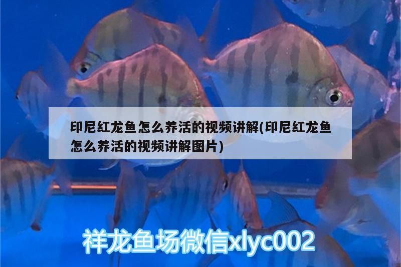 印尼紅龍魚怎么養(yǎng)活的視頻講解(印尼紅龍魚怎么養(yǎng)活的視頻講解圖片)
