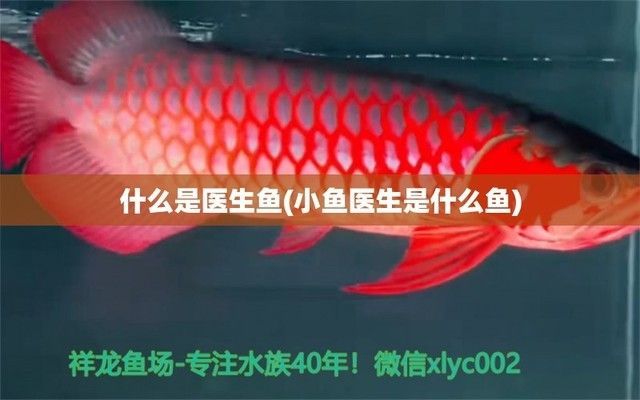 金老虎魚的天敵有哪些，關(guān)于金猛魚和虎魚的天敵信息金猛魚和虎魚的天敵信息