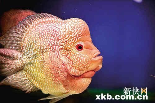 元寶鳳凰魚能和什么魚混養(yǎng)呢圖片：元寶鳳凰魚與其他魚類混養(yǎng)時(shí)，會(huì)咬其他魚嗎 元寶鳳凰魚能和什么魚混養(yǎng)呢圖片：元寶鳳凰魚與其他魚類混養(yǎng)時(shí)，會(huì)咬其他魚嗎 元寶鳳凰魚百科 第2張