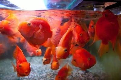 元寶鳳凰魚能和什么魚混養(yǎng)呢圖片：元寶鳳凰魚與其他魚類混養(yǎng)時(shí)，會(huì)咬其他魚嗎 元寶鳳凰魚能和什么魚混養(yǎng)呢圖片：元寶鳳凰魚與其他魚類混養(yǎng)時(shí)，會(huì)咬其他魚嗎 元寶鳳凰魚百科 第4張