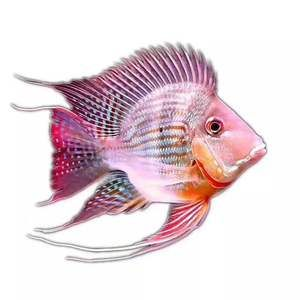 進(jìn)口元寶鳳凰魚的長度：進(jìn)口元寶鳳凰魚的生長速度
