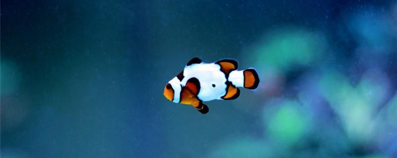 小丑魚吃什么飼料多長時間喂一次 小丑魚吃什么飼料多長時間喂一次 魚缸百科 第1張