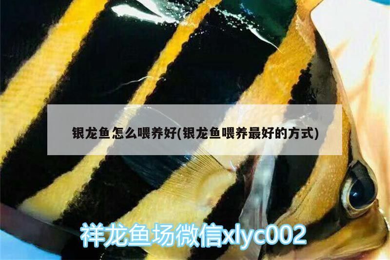 銀龍魚怎么喂養好(銀龍魚喂養最好的方式)