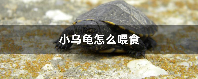 小烏龜怎么喂食