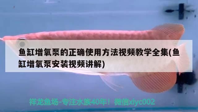 魚缸增氧泵的正確使用方法視頻教學全集(魚缸增氧泵安裝視頻講解)