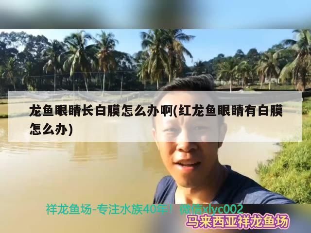 龍魚(yú)眼睛長(zhǎng)白膜怎么辦啊(紅龍魚(yú)眼睛有白膜怎么辦)