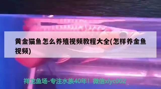 黃金貓魚怎么養(yǎng)殖視頻教程大全(怎樣養(yǎng)金魚視頻)