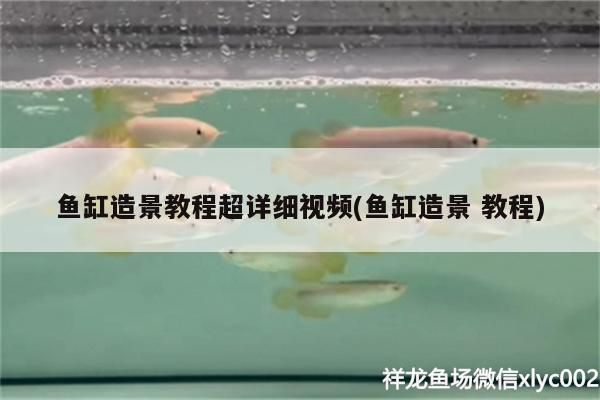 魚缸造景教程超詳細視頻(魚缸造景教程) 黃金貓魚百科 第3張 魚缸造景教程超詳細視頻(魚缸造景教程) 魚缸造景教程超詳細視頻(魚缸造景教程) 黃金貓魚百科 第3張