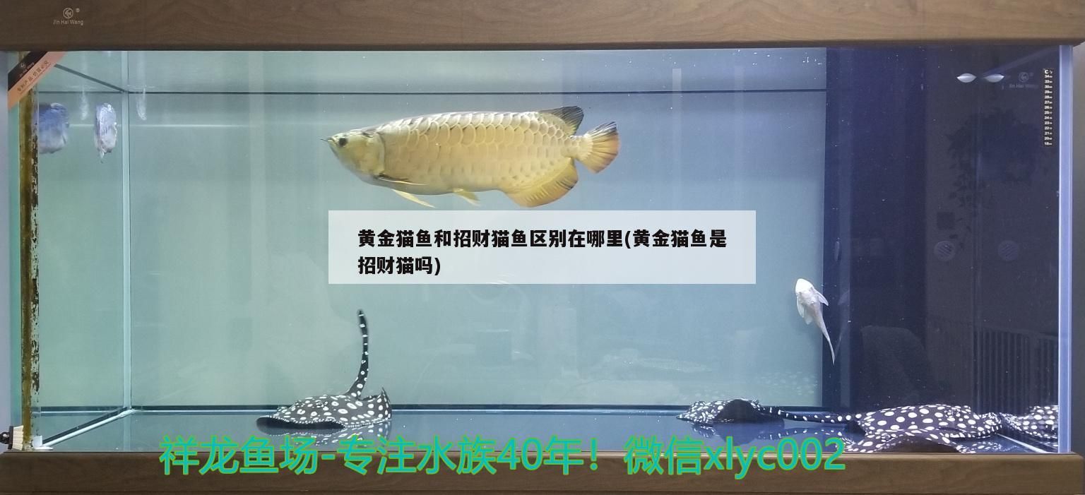 黃金貓魚和招財貓魚區別在哪里(黃金貓魚是招財貓嗎)