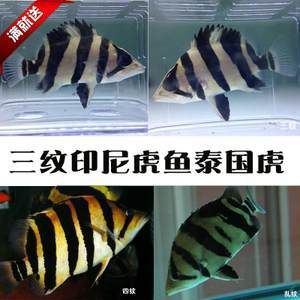 去泰國買虎魚便宜嗎多少錢一條：去泰國買虎魚便宜嗎，去泰國買虎魚便宜嗎多少錢一條