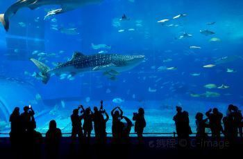 美麗海水族館官網首頁（沖繩美麗海水族館）