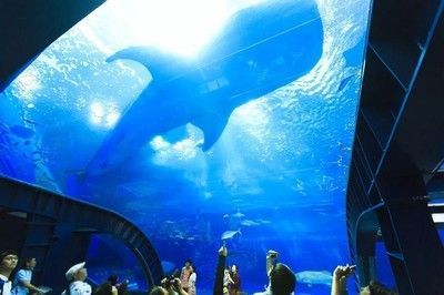 美麗海水族館官網首頁（沖繩美麗海水族館）