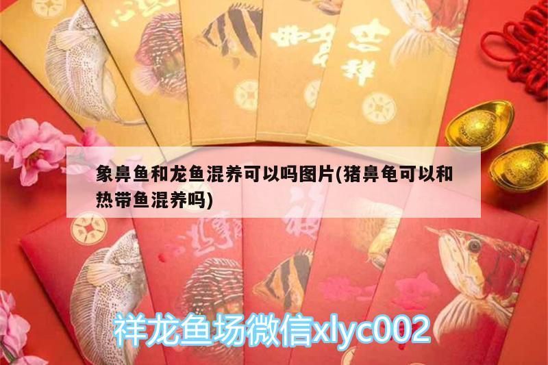 象鼻魚和龍魚混養(yǎng)可以嗎圖片(豬鼻龜可以和熱帶魚混養(yǎng)嗎)