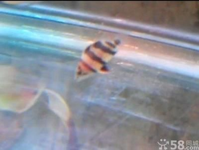 印尼虎魚苗常見疾病防治，印尼虎魚苗在養殖過程中容易受到多種疾病的侵襲影響