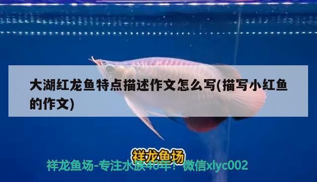 大湖紅龍魚特點描述作文怎么寫(描寫小紅魚的作文) 大湖紅龍魚特點描述作文怎么寫(描寫小紅魚的作文) 大湖紅龍魚百科 第3張