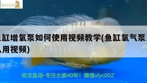 魚缸增氧泵如何使用視頻教學(魚缸氧氣泵怎么用視頻)
