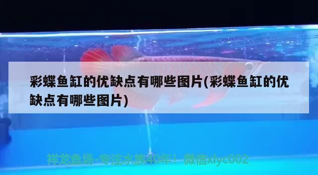 彩蝶魚缸的優缺點有哪些圖片(彩蝶魚缸的優缺點有哪些圖片)