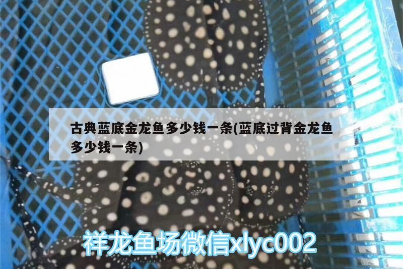 古典藍底金龍魚多少錢一條(藍底過背金龍魚多少錢一條)