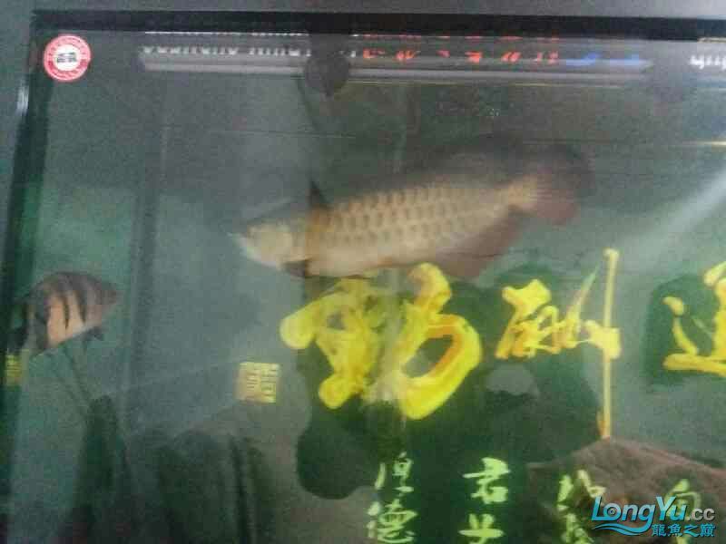 高背也可以