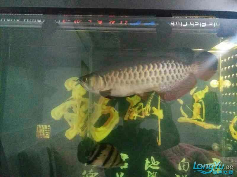 高背也可以