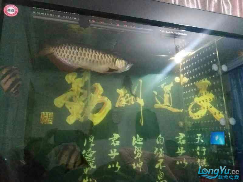 高背也可以