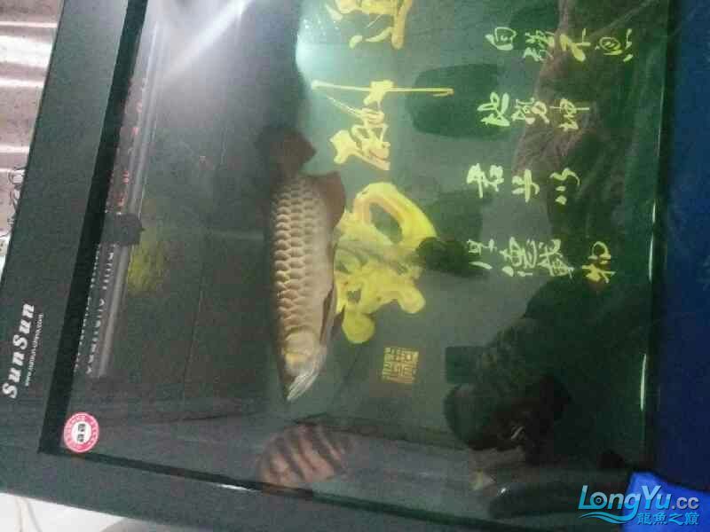 高背也可以