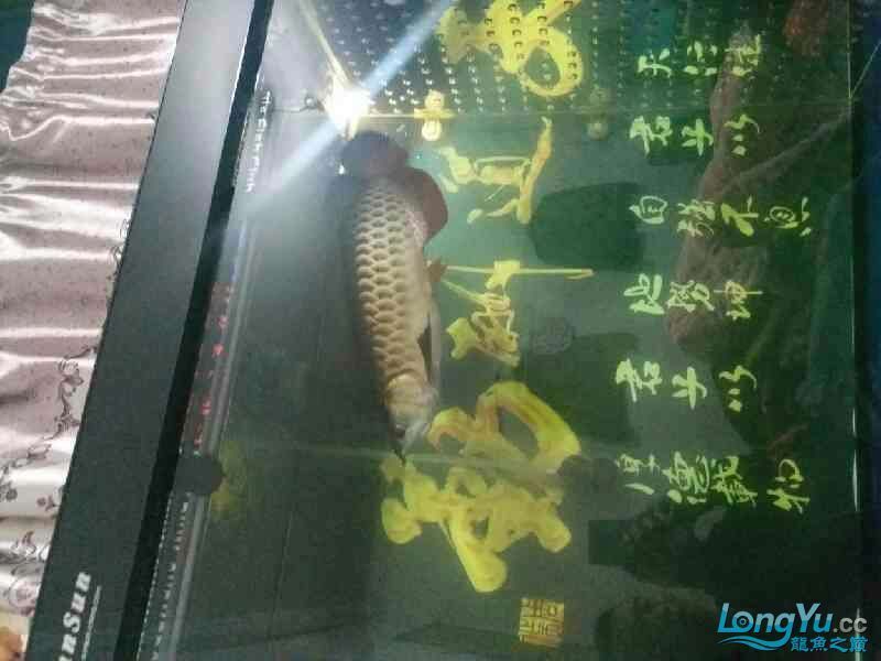 高背也可以