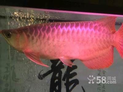 祥龍魚場有限公司電話多少（祥龍魚場有限公司成立于2016年廣州市番禺區）