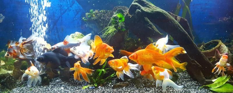 魚缸水質渾濁怎么處理怎么讓水變清澈