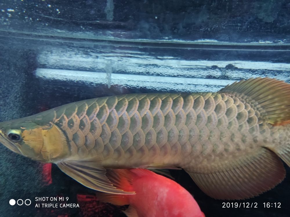 巴中魚缸批發訂做工廠直銷網站（剛買睡蓮要去污泥巴嗎）