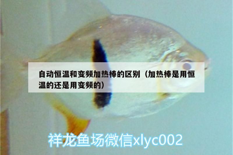 自動恒溫和變頻加熱棒的區別（加熱棒是用恒溫的還是用變頻的）