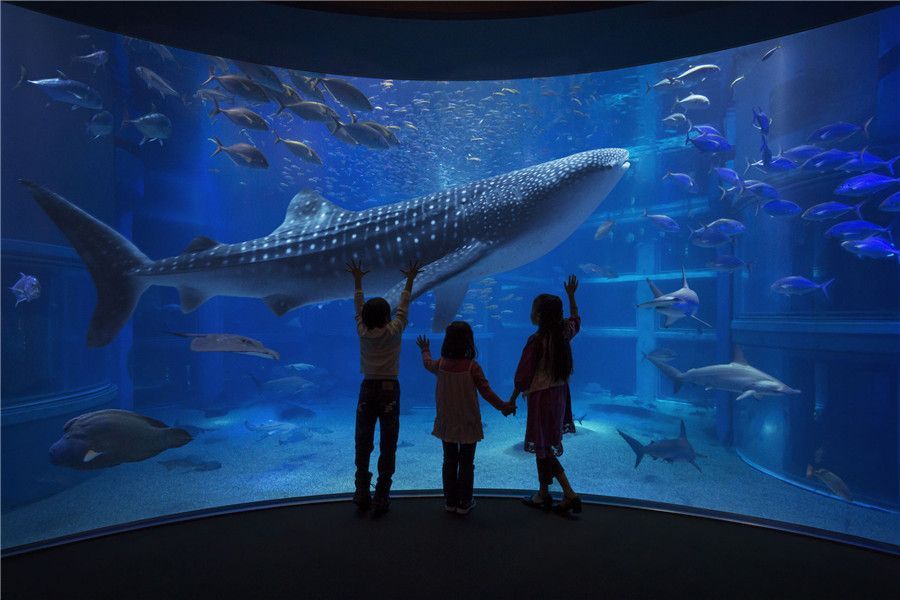 開一個(gè)水族館需要什么手續(xù)（開設(shè)一個(gè)水族館所需的手續(xù)）