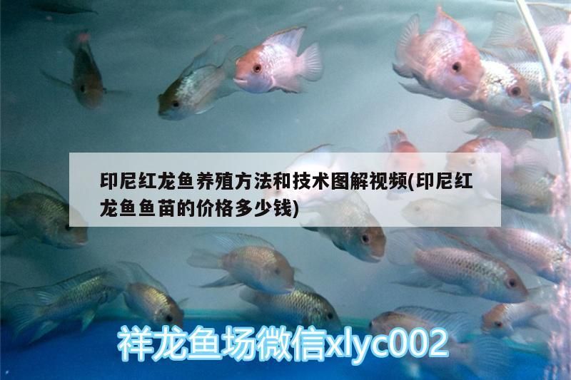 印尼紅龍魚養殖方法和技術圖解視頻(印尼紅龍魚魚苗的價格多少錢)