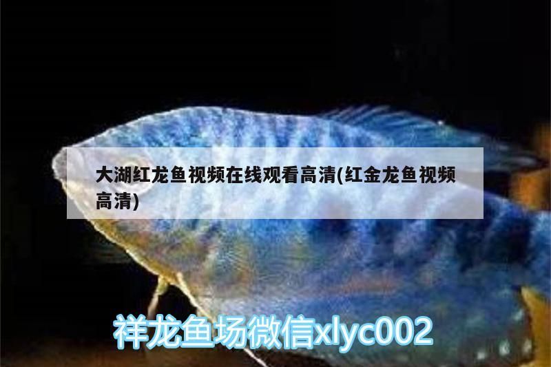 大湖紅龍魚視頻在線觀看高清(紅金龍魚視頻高清) 大湖紅龍魚百科 第3張 大湖紅龍魚視頻在線觀看高清(紅金龍魚視頻高清) 大湖紅龍魚視頻在線觀看高清(紅金龍魚視頻高清) 大湖紅龍魚百科 第3張