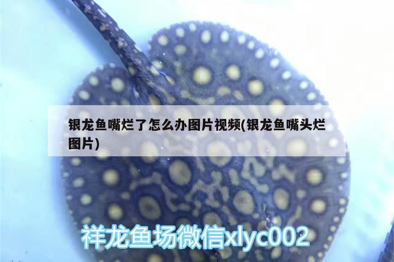 銀龍魚嘴爛了怎么辦圖片視頻(銀龍魚嘴頭爛圖片)