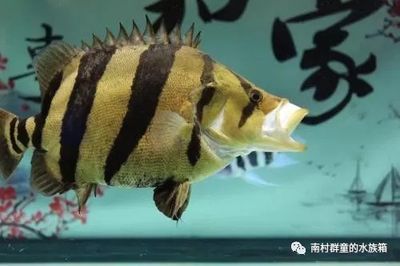 體型最小的魟魚：體型最小的魟魚是什么？