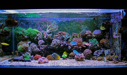 龍魚缸多久加一次鹽水，龍魚缸水質維護技巧