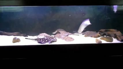 體型最小的魟魚：體型最小的魟魚是什么？